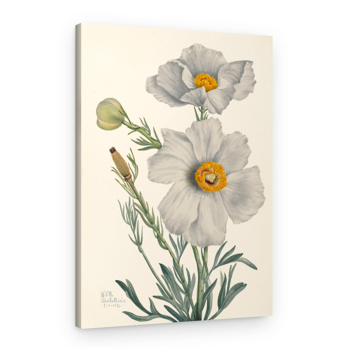 Matilija Poppy – Canvas Print