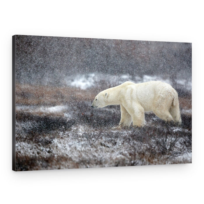 Snowfall Polar Bear – Canvas Print