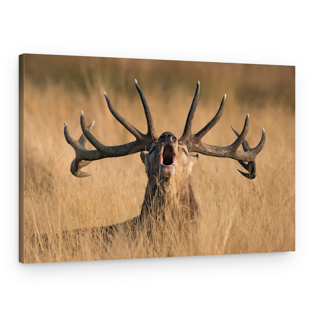 Powerful Stag Roar – Canvas Print