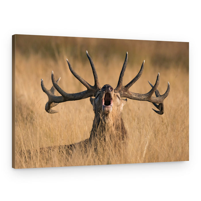 Powerful Stag Roar – Canvas Print