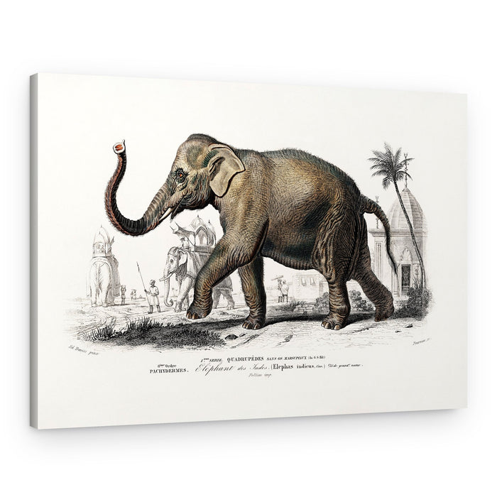 Asiatic Elephant – Canvas Print