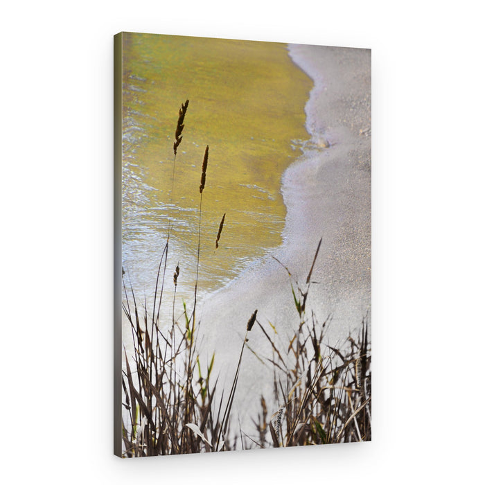 Golden Shore Reeds – Canvas Print