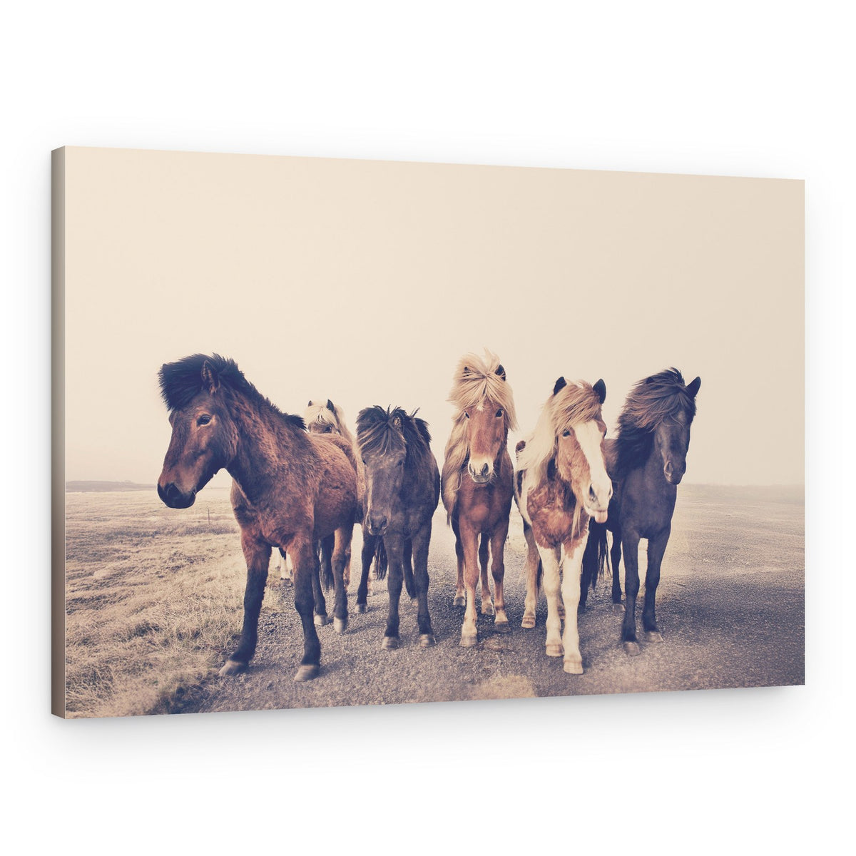 Horses – Canvas Print