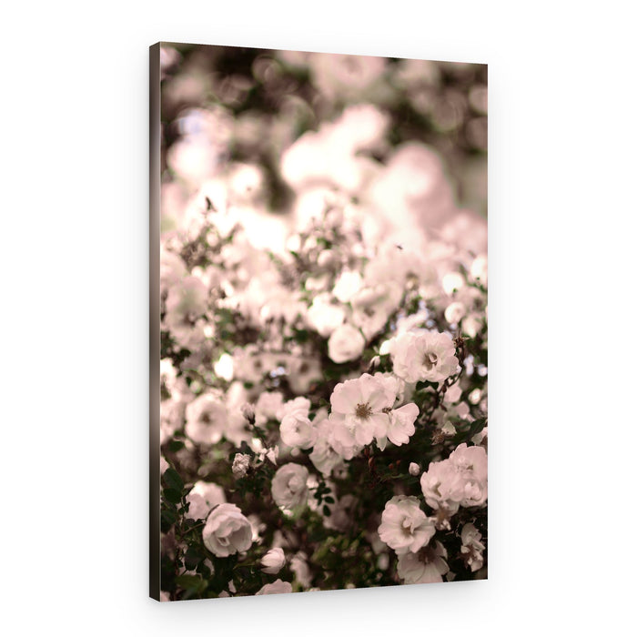 Soft White Roses – Canvas Print