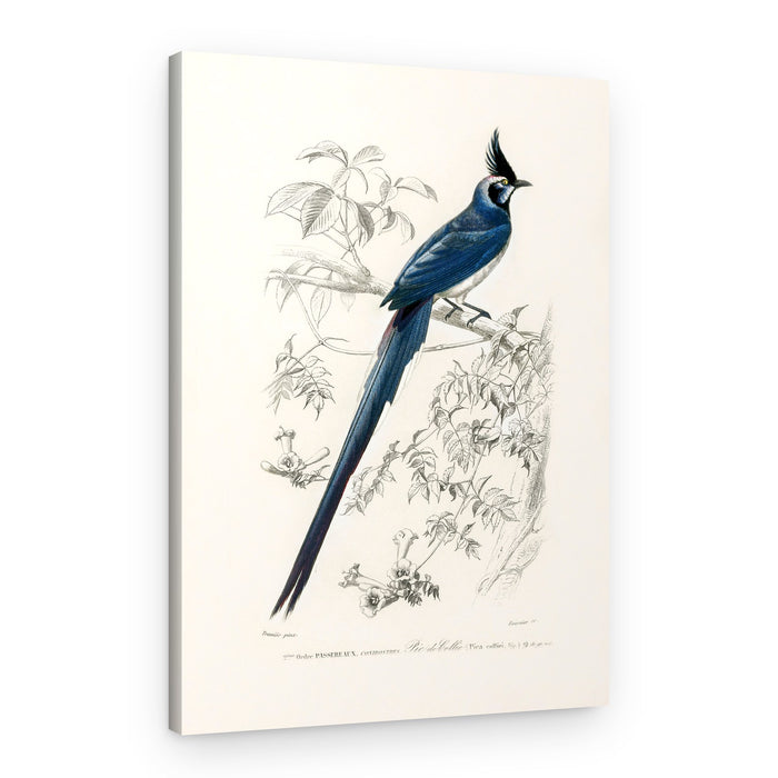 Black Throated Magpie Jay – Canvas Print