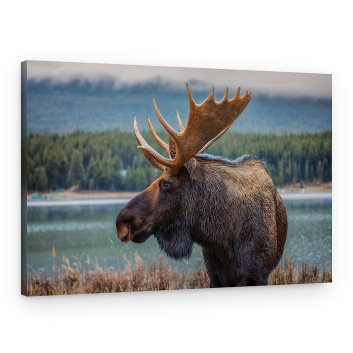 Moose In Autumn Wilderness – Canvas Print