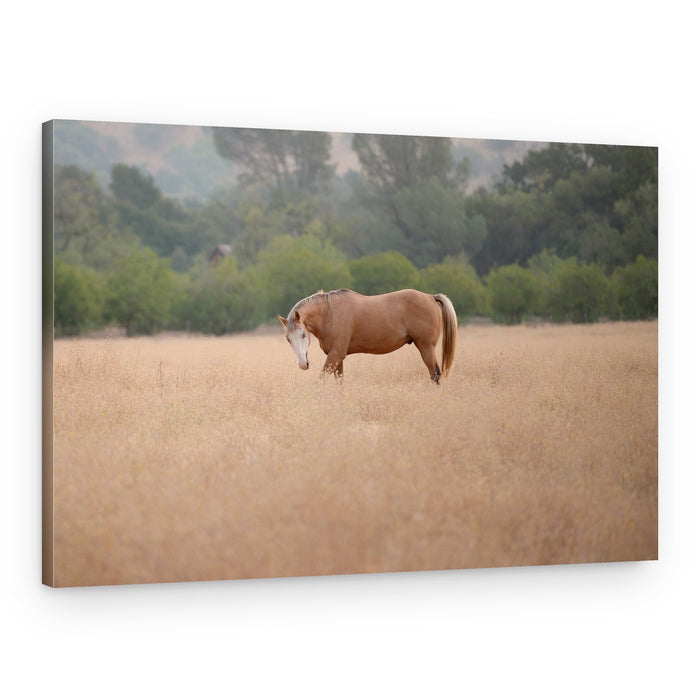 Horse In Golden Field – Canvas Print