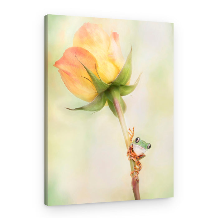 Green Frog on Yellow Rose – Canvas Print