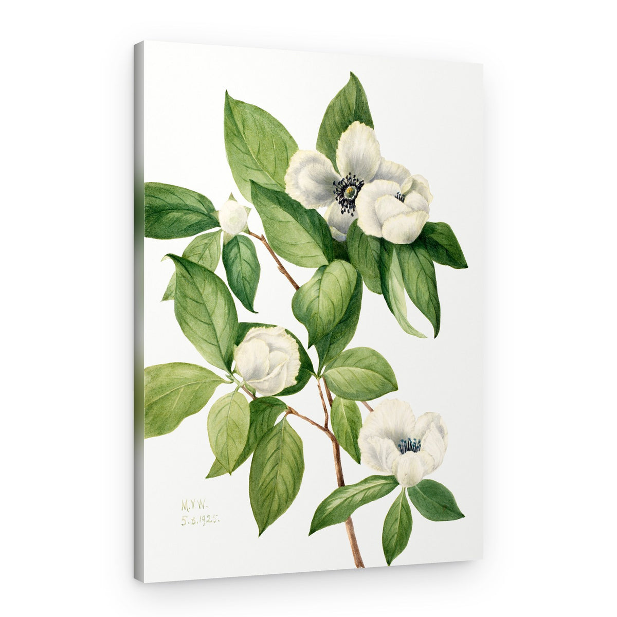 Virginia Stewartia (1925) – Canvas Print