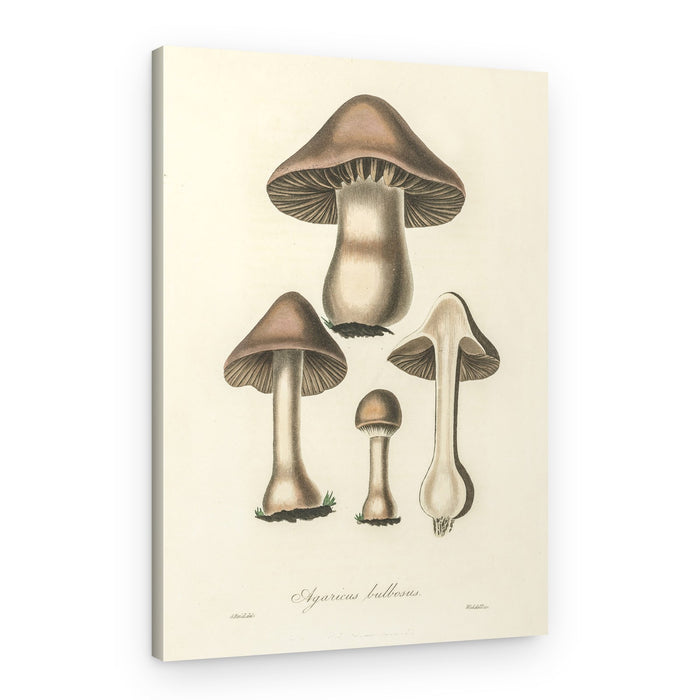 Agaricus Bulbosus Illustration. Medical Botany 1836 – Canvas Print