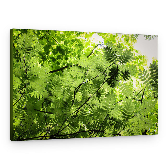 Lush Green Canopy – Canvas Print
