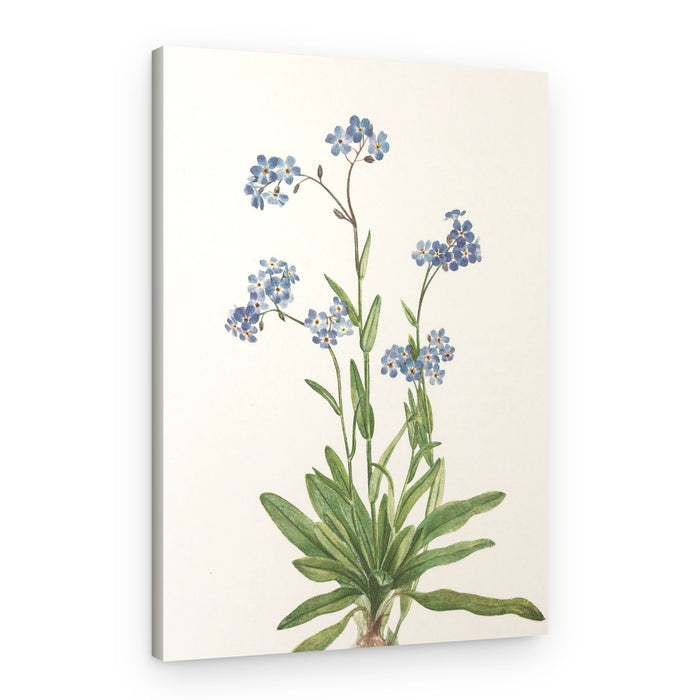 Alpine Forget Me Not From North American Wildflowers (1925) By Mary Vaux Walcott – Canvas Print