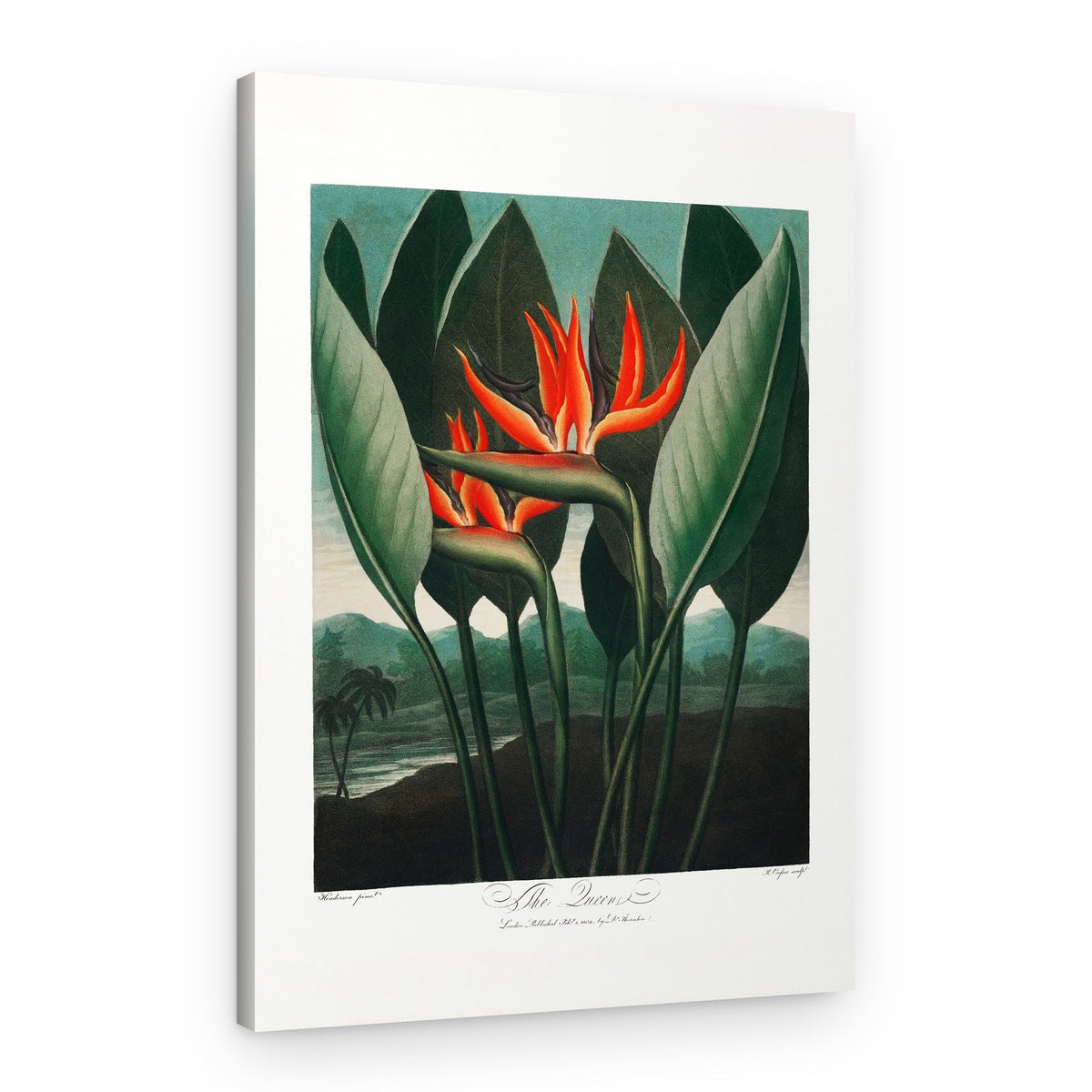 The Queen–Plant from The Temple of Flora (1807) – Canvas Print
