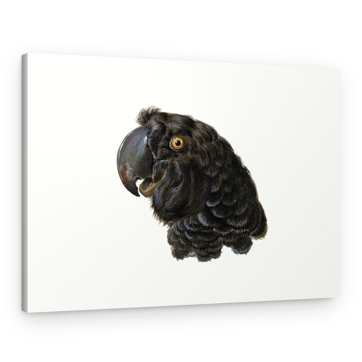 Cockatoo – Canvas Print