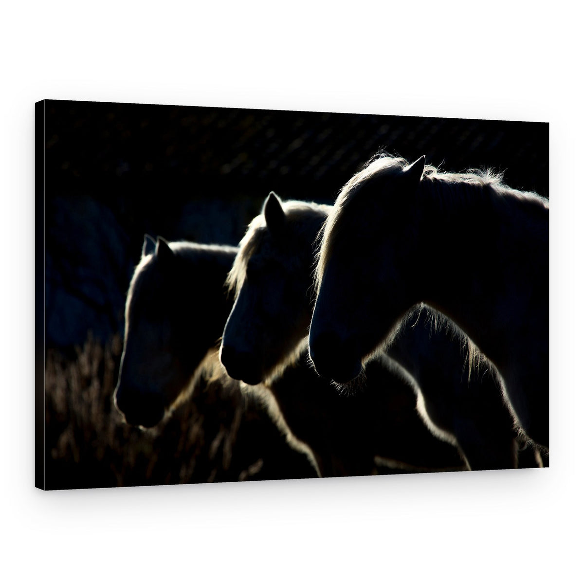 Majestic Horse Silhouettes – Canvas Print