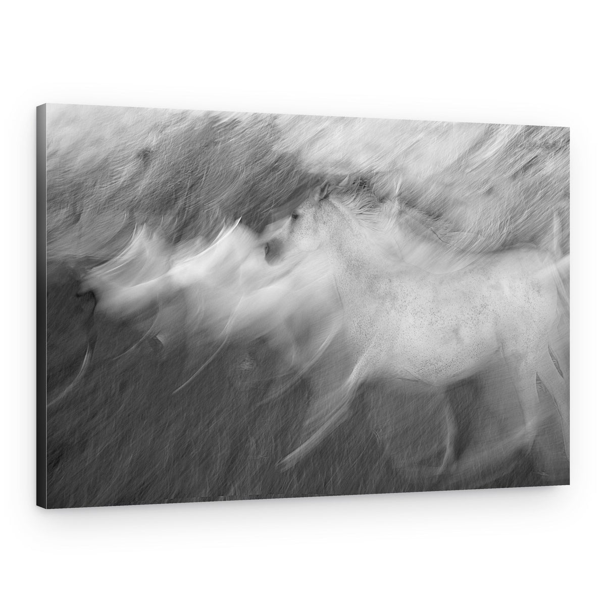 Dynamic White Horse – Canvas Print