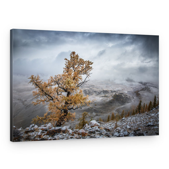 Golden Larch Snowy Valley – Canvas Print