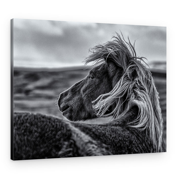 Wild Horse Mane – Canvas Print