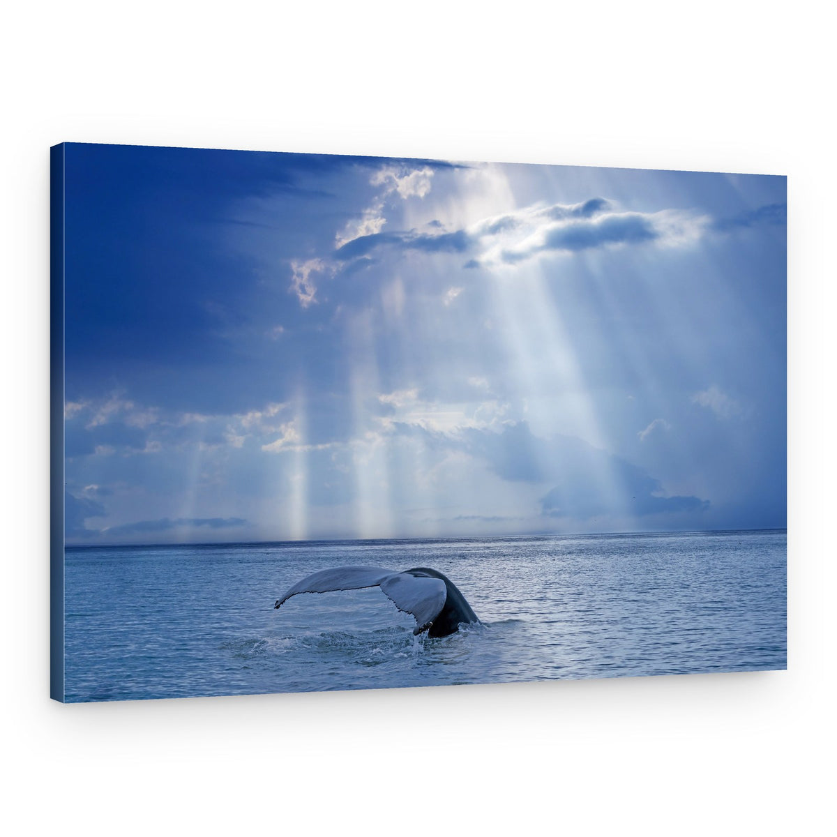 Whale Tail Sun Rays – Canvas Print