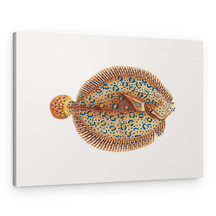 Argus Flounde – Canvas Print