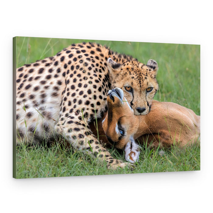 Cheetah and Impala – Canvas Print