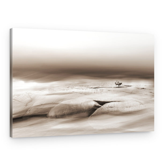 Solitary Desert Tree – Canvas Print
