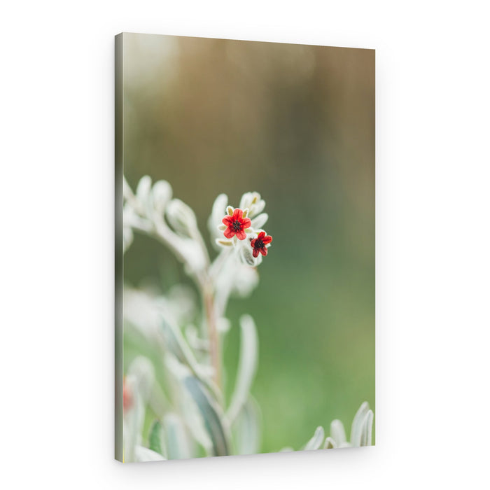 Tiny Red Blossoms – Canvas Print