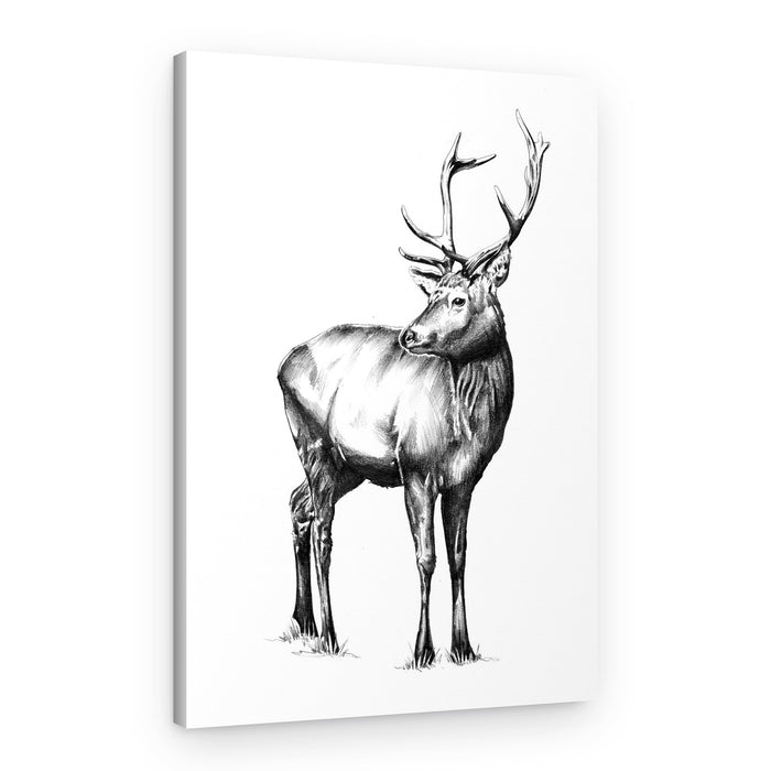 Majestic Elk Gaze – Canvas Print