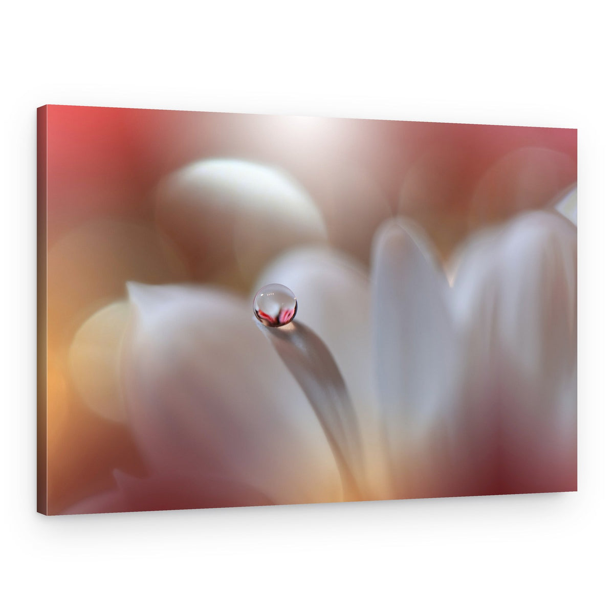 Ethereal Petal Drop – Canvas Print
