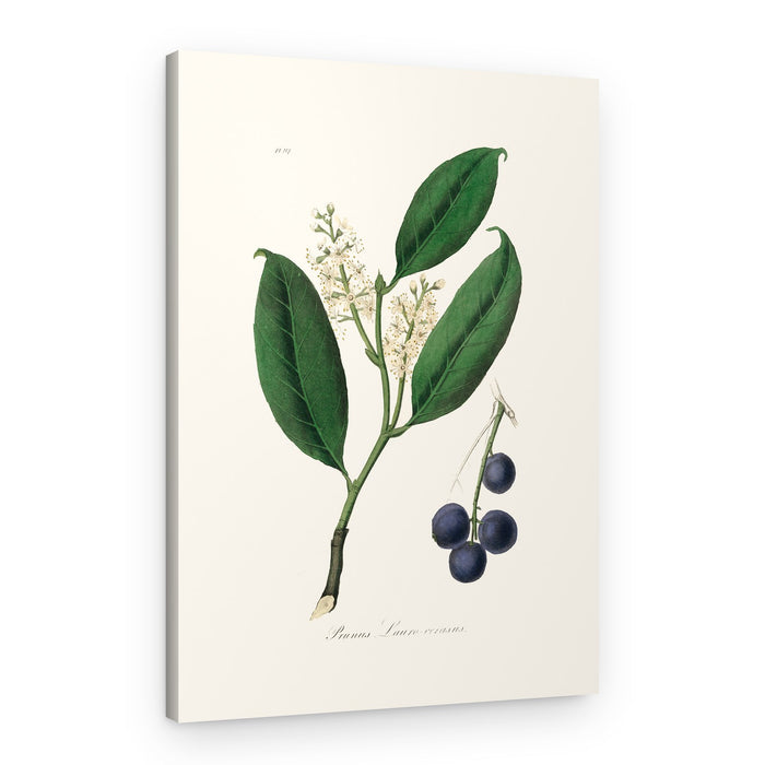 Cherry Laurel (prunus Laurocerasus) Medical Botany – Canvas Print