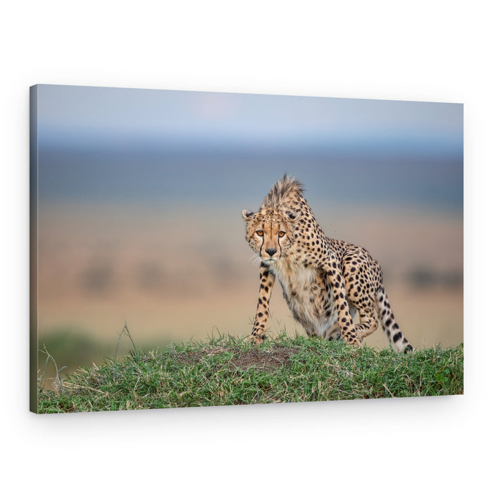 Watchful Cheetah Cub – Canvas Print