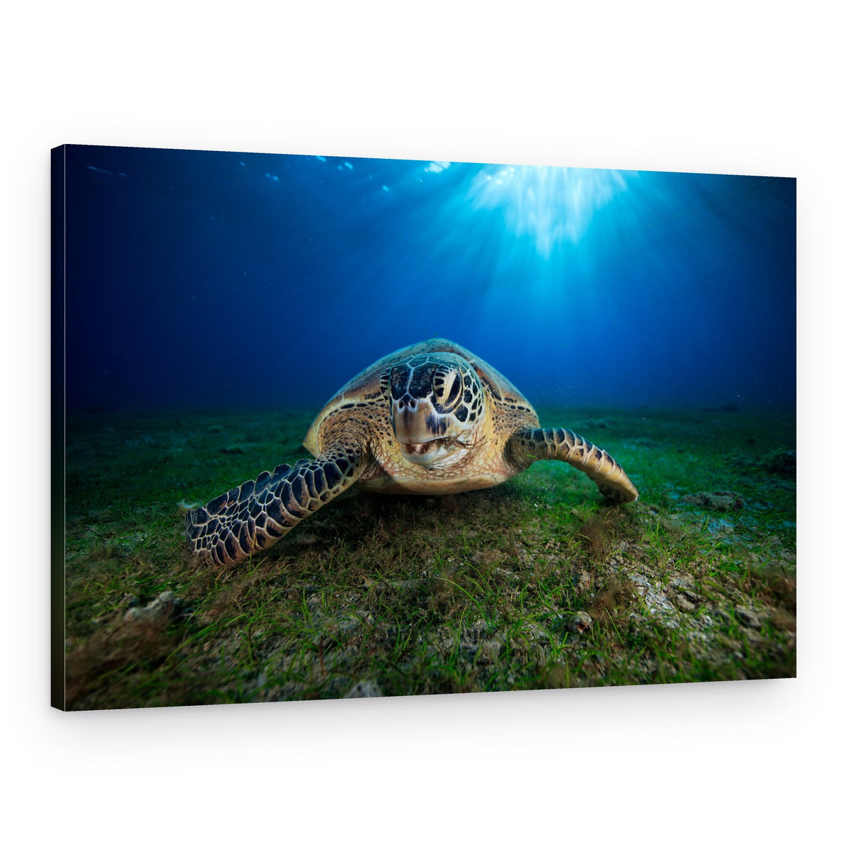 Peaceful Ocean Turtle – Canvas Print