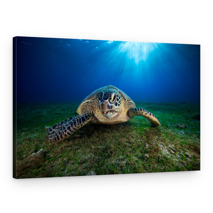 Peaceful Ocean Turtle – Canvas Print