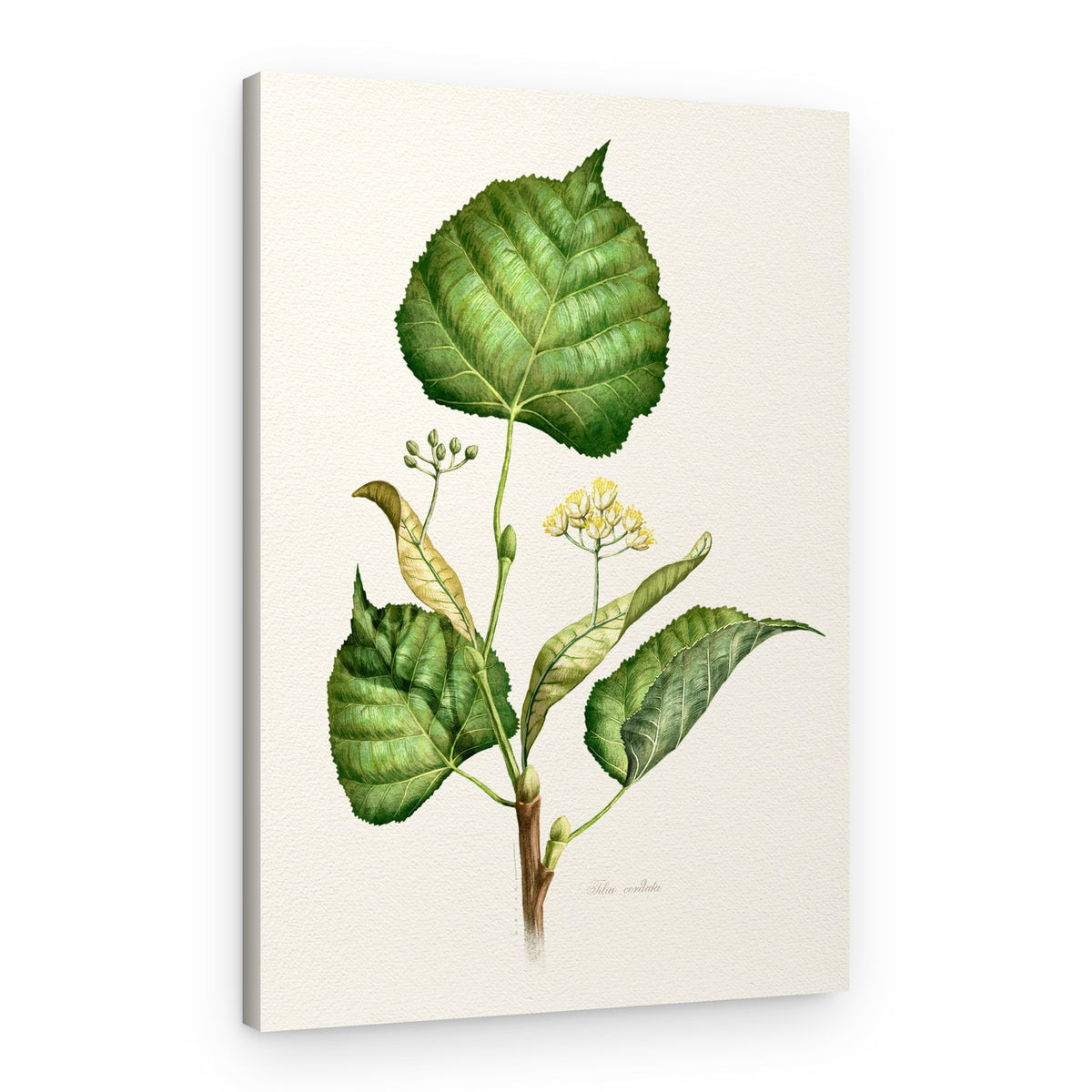 Flowering Linden Branch – Canvas Print
