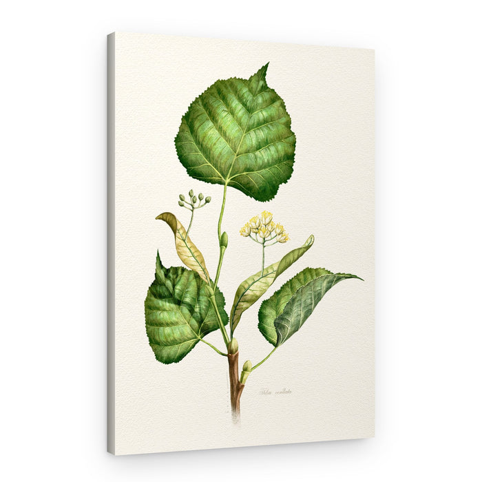 Flowering Linden Branch – Canvas Print