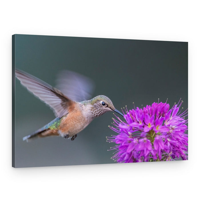 Hummingbird Purple Blossom – Canvas Print