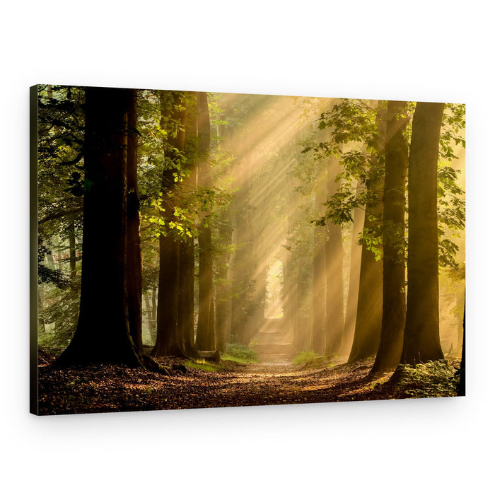 Enchanted Forest Path – Canvas Print
