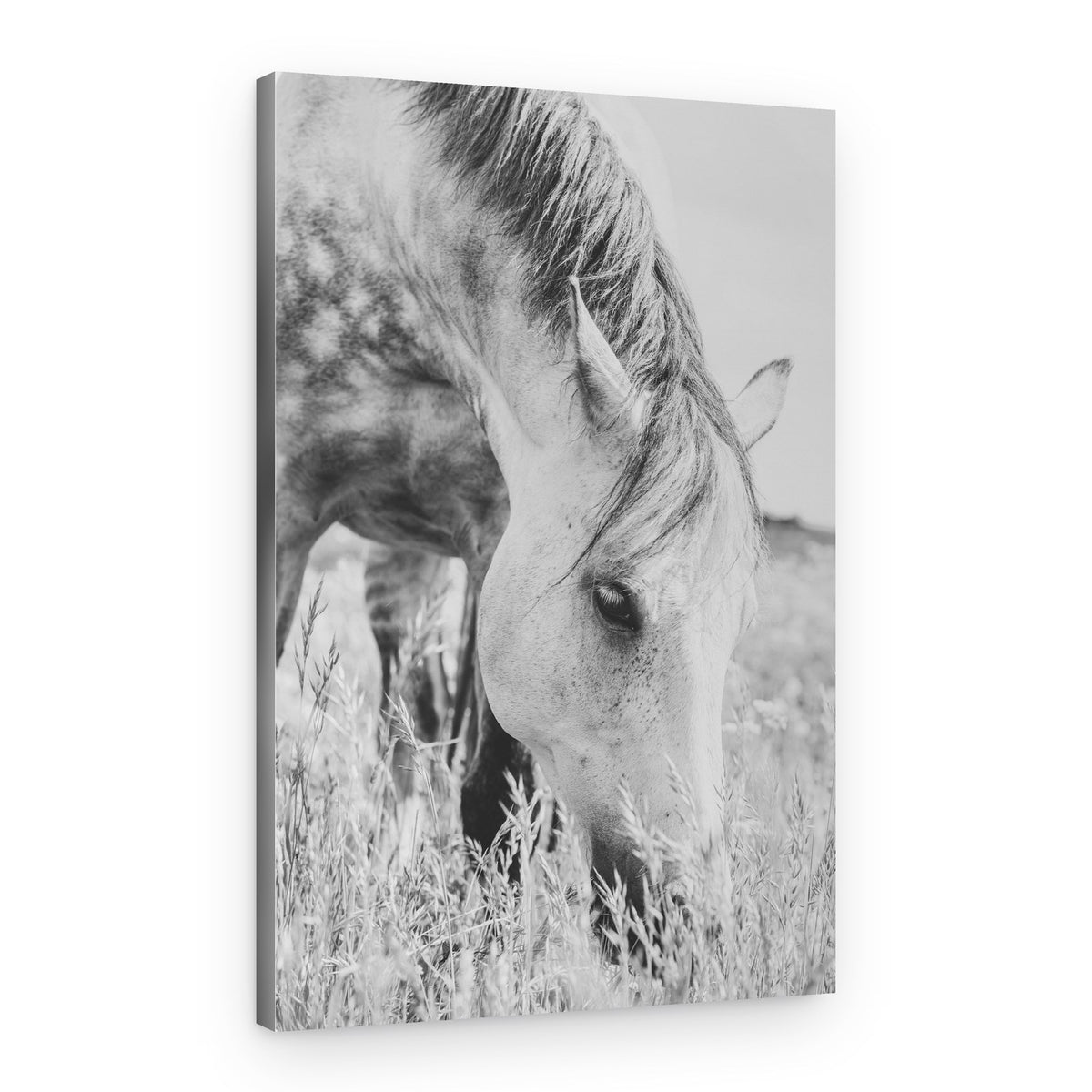 Grazing Wild Horse – Canvas Print