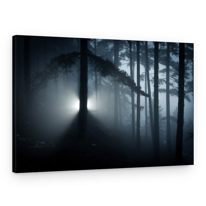 Mysterious Forest Glow – Canvas Print