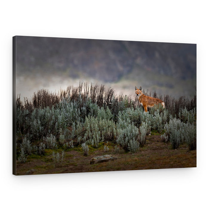 Maned Wolf In Mist – Canvas Print
