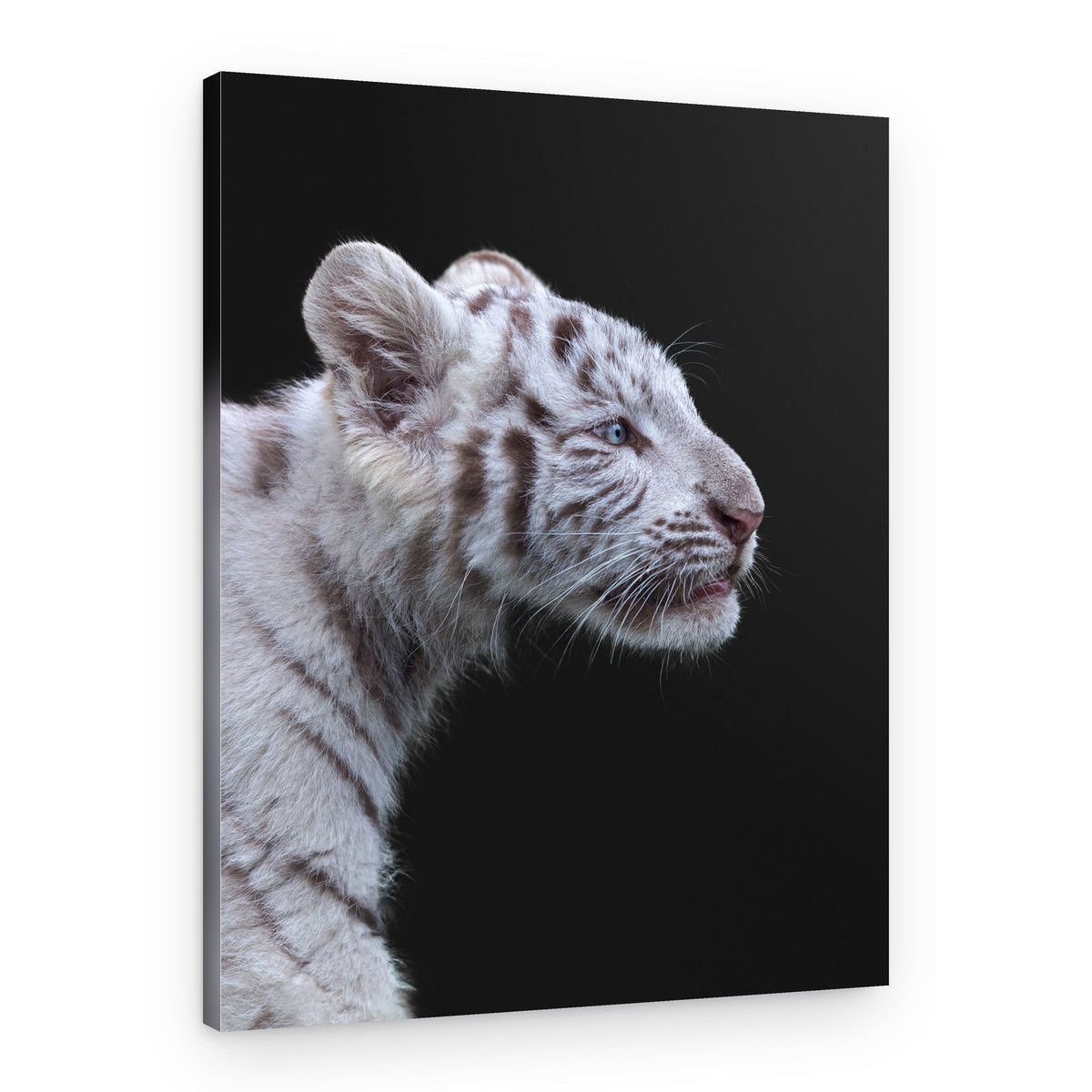 Majestic White Tiger Cub – Canvas Print
