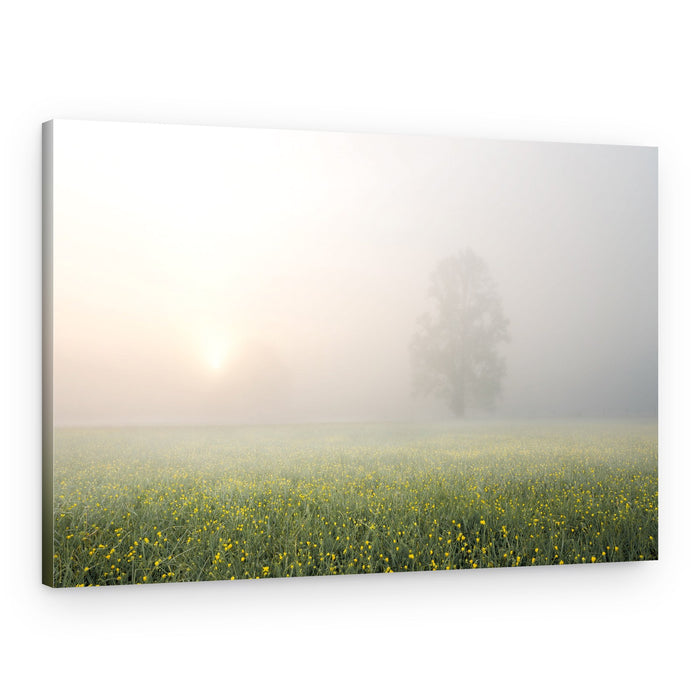 Misty Morning Field – Canvas Print
