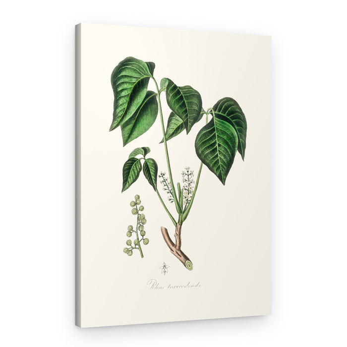 Poison Ivy (rhus Toxicodendron) Medical Botany – Canvas Print
