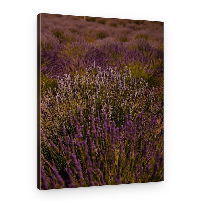 Endless Lavender Field – Canvas Print