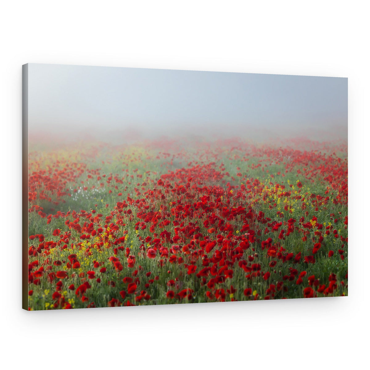 Misty Poppy Field – Canvas Print