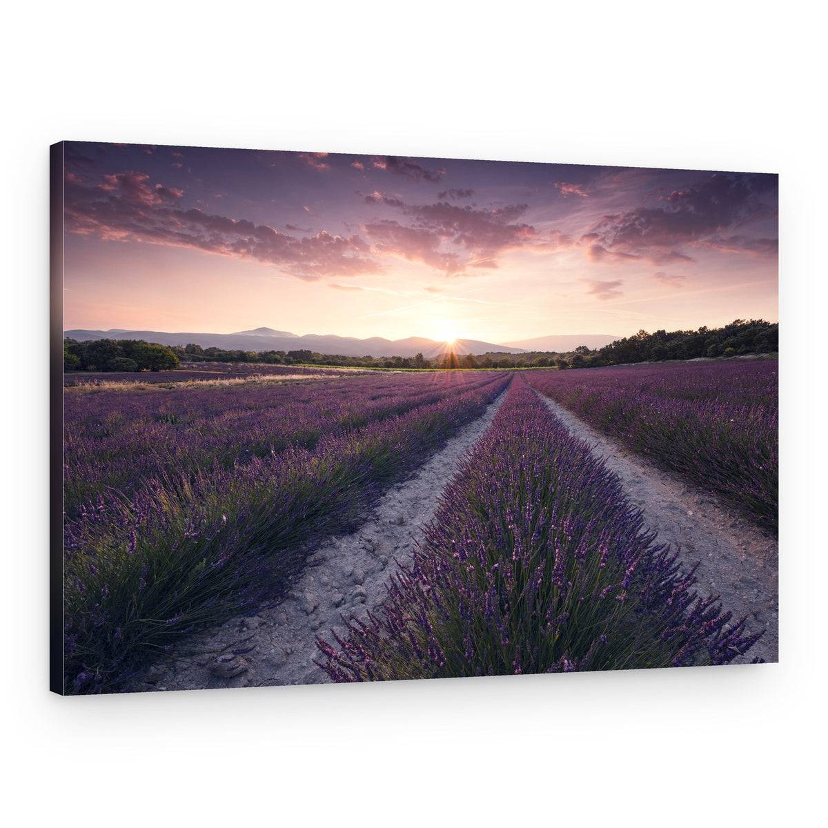 Purple Provence – Canvas Print