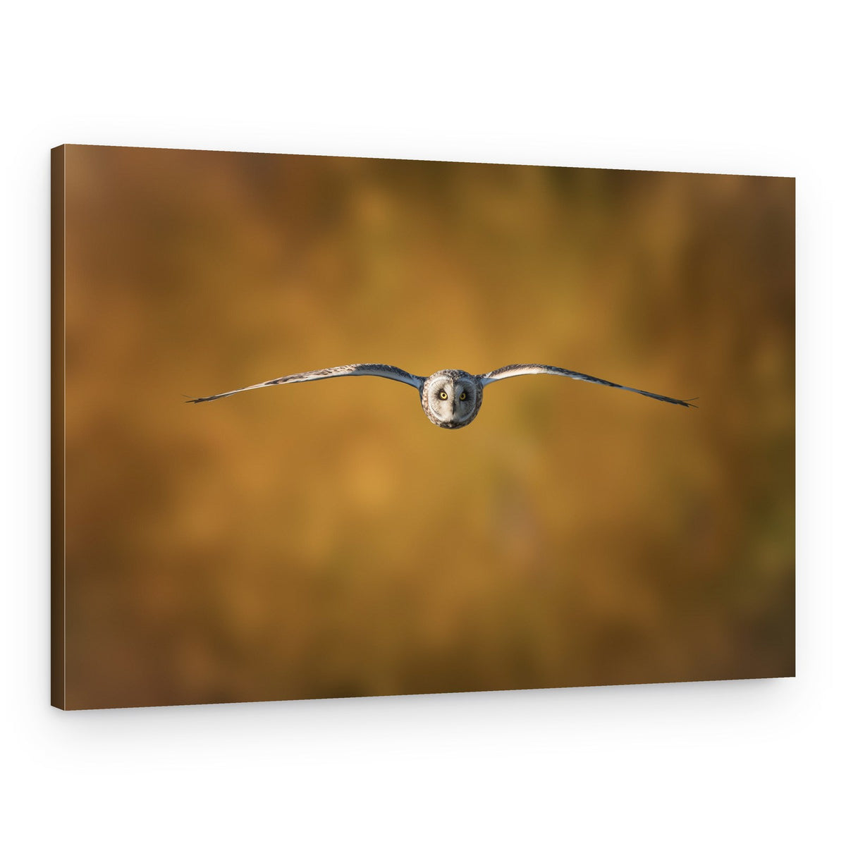 Golden Flight Owl – Canvas Print