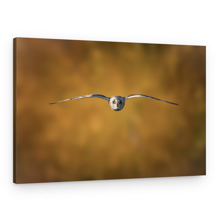 Golden Flight Owl – Canvas Print