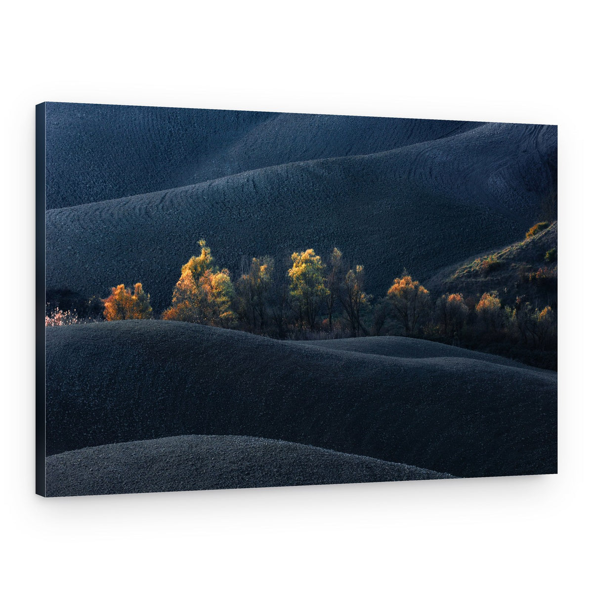 Dark Fields Golden Trees – Canvas Print