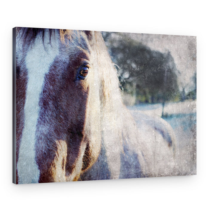 Gentle Horse Gaze – Canvas Print